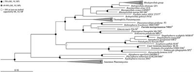 Fuerstia marisgermanicae gen. nov., sp. nov., an Unusual Member of the Phylum Planctomycetes from the German Wadden Sea